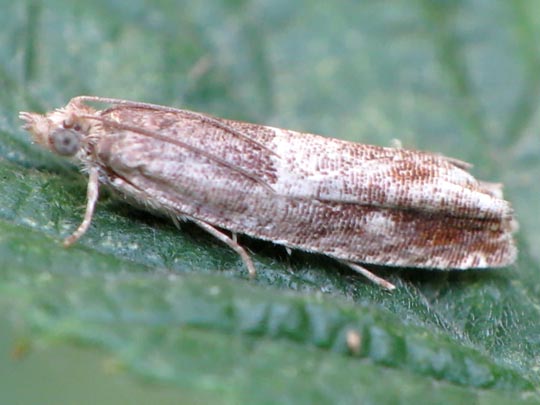 Schmetterlinge, Lepidoptera