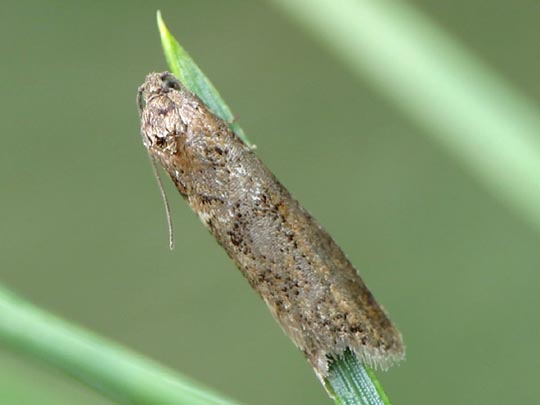 Schmetterlinge, Lepidoptera