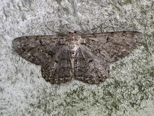 Schmetterlinge, Lepidoptera