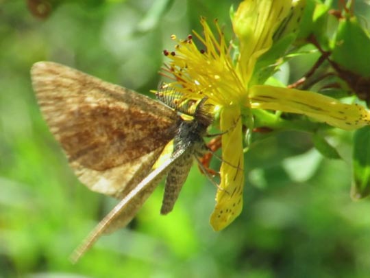 Schmetterlinge, Lepidoptera