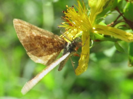 Schmetterlinge, Lepidoptera