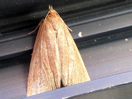 Schmetterlinge, Lepidoptera