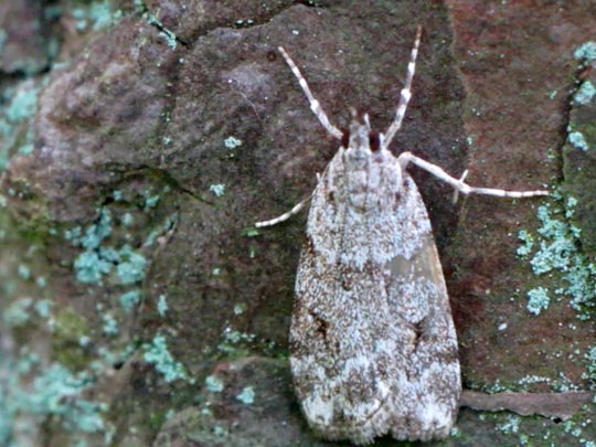 Schmetterlinge, Lepidoptera