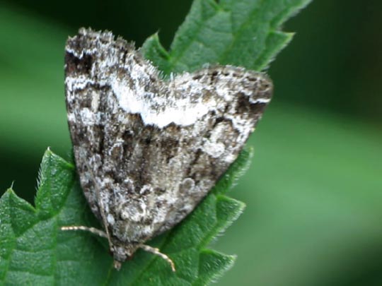 Schmetterlinge, Lepidoptera