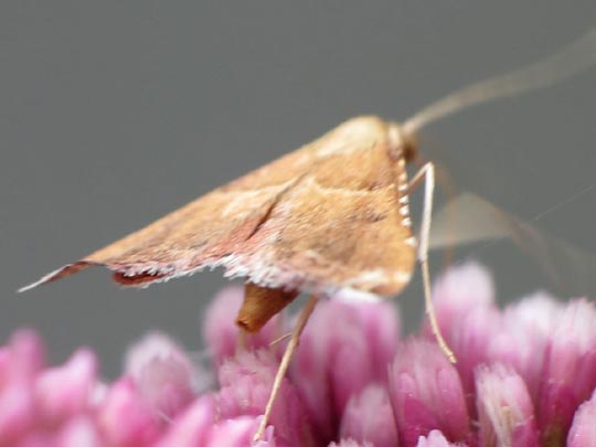 Schmetterlinge, Lepidoptera