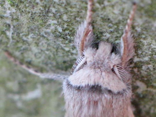 Schmetterlinge, Lepidoptera