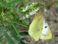 Colias sp.