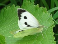 Pieris brassicae, Großer Kohlweißling