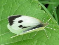 Pieris brassicae, Großer Kohlweißling