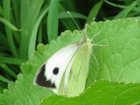 Pieris brassicae, Großer Kohlweißling