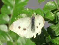 Kleiner Kohlweißling, Pieris rapae