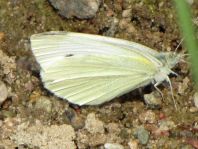 Kleiner Kohlweißling, Pieris rapae