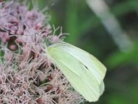 Kleiner Kohlweißling, Pieris rapae