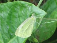 Kleiner Kohlweißling, Pieris rapae