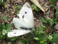 Kleiner Kohlweißling, Pieris rapae