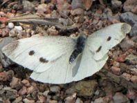 Kleiner Kohlweißling, Pieris rapae