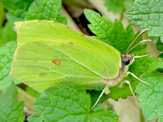 Zitronenfalter, Gonepteryx rhamni