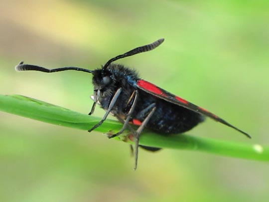 Zygaena triffolii, Sumpfhornklee-Widderchen