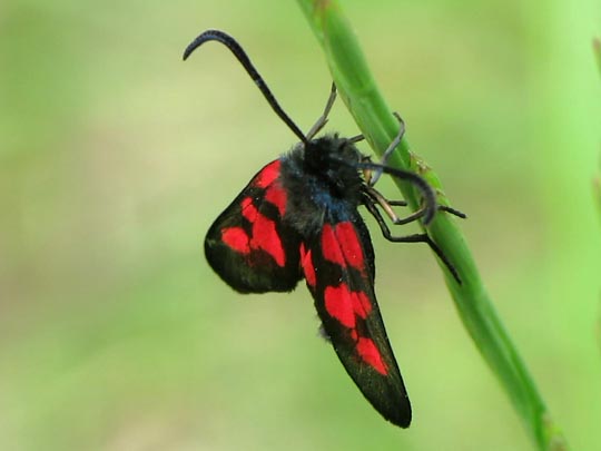 Zygaena triffolii, Sumpfhornklee-Widderchen