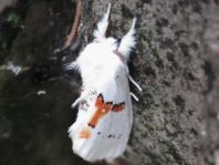 Leucodonta bicoloria, Weißer Zahnspinner