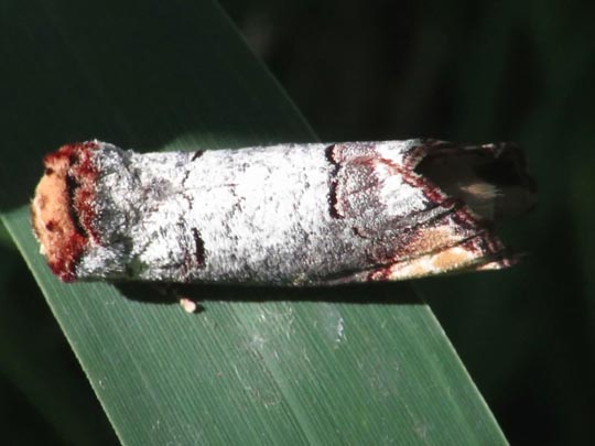 Phalera bucephala, Mondvogel