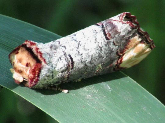 Phalera bucephala, Mondvogel