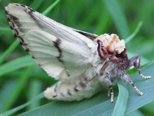 Phalera bucephala, Mondvogel