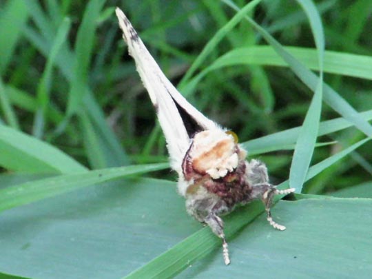 Phalera bucephala, Mondvogel