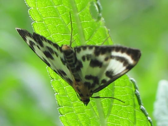 Anania hortulata, Brennnesselzünsler