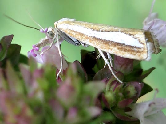 Catoptria margaritella