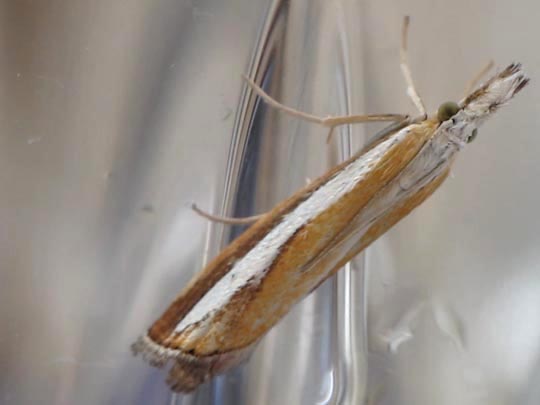 Catoptria margaritella