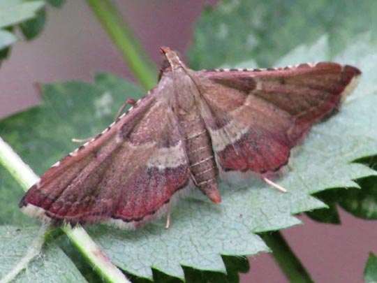 Endotricha flammealis, Geflammter Kleinzünsler