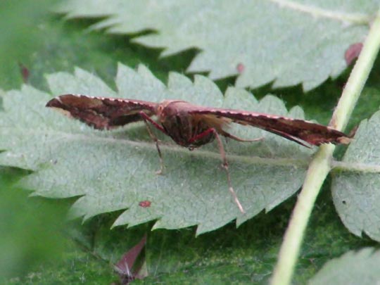 Endotricha flammealis, Geflammter Kleinzünsler