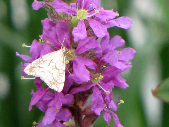 Evergestis pallidata, Kleiner Kohlzünsler