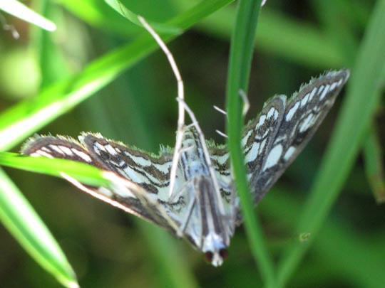 Elophila nymphaeata, Laichkraut-Zünsler