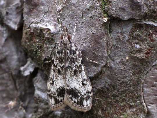 Eudonia cf. lacustrata