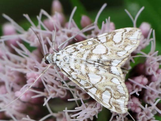 Elophila nymphaeata, Laichkraut-Zünsler