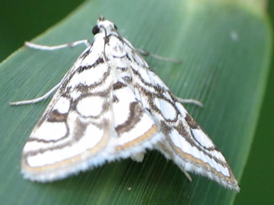 Nymphula nitidulata