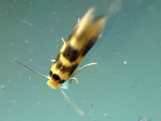 Bucculatrix thoracella