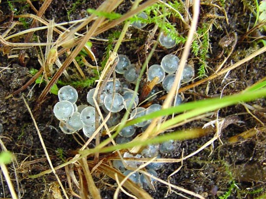 Schneckeneier, wahrscheinlich vom Tigerschnegel, Limax maximus