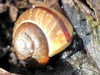 Schnecken, Gastropoda