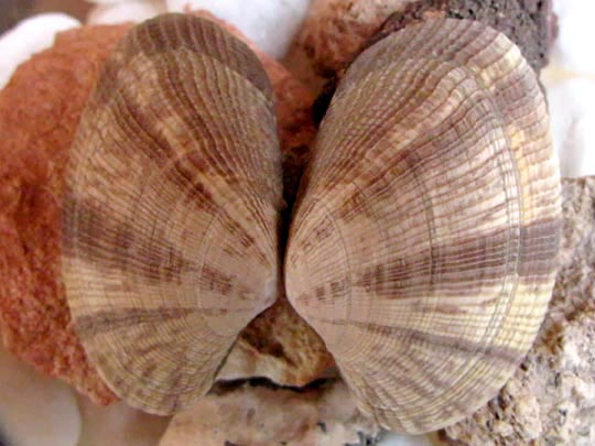 Venusmuscheln, Veneridae