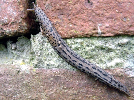 Tigerschnegel, Limax maximus