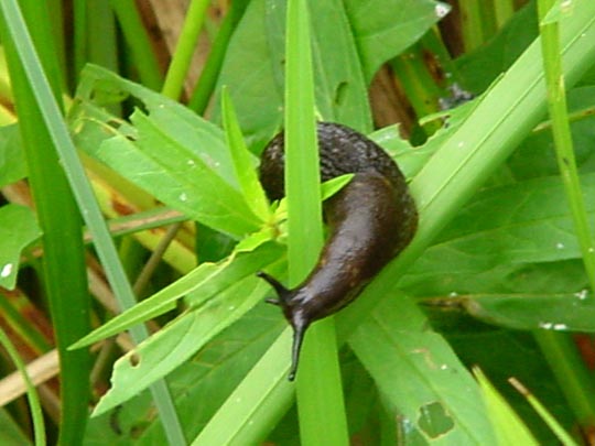 Wegschnecke, Arion