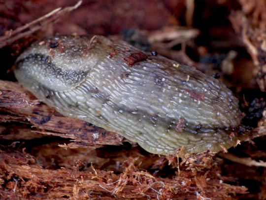 Wegschnecke, Arionidae