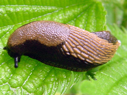 Wegschnecke, Arion ater