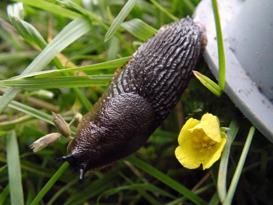 Wegschnecke, Arion ater