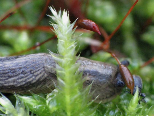 Schnecke