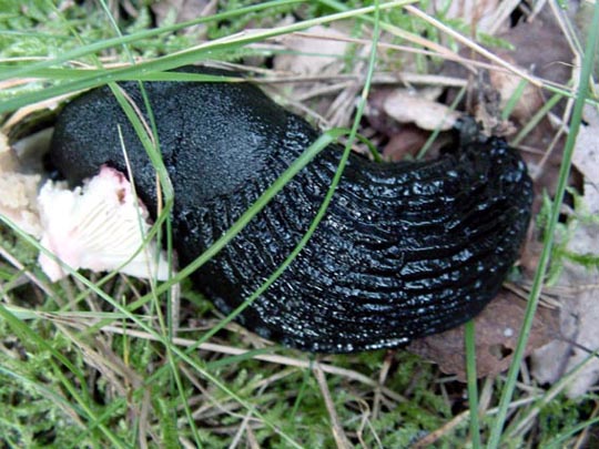 Wegschnecke, Arion ater