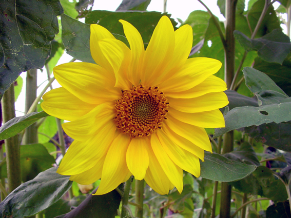 Sommer 2007, Sonnenblume